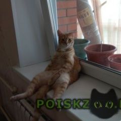 Подробнее об объявлении «Пропал кот Лесосибирск» Фото: пропала кошка  «Пропал кот Лесосибирск» в г. Лесосибирск