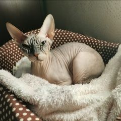 Подробнее об объявлении «Пропала кошка Чита» Фото: пропала кошка Сфинкс «Пропала кошка Чита» в г. Чита