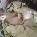 Подробнее об объявлении «Москва Пропала кошка» Фото: пропала кошка  «Москва Пропала кошка» в г. Москва