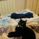 Подробнее об объявлении «Улан-Удэ Пропал кот феликс» Фото: пропала кошка  «Улан-Удэ Пропал кот феликс» в г. Улан-Удэ