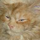 Подробнее об объявлении «Пропал кот / чемодурово Воскресенск» Фото: пропала кошка  «Пропал кот / чемодурово Воскресенск» в г. Воскресенск