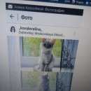 Подробнее об объявлении «Подольск Пропала кошка» Фото: пропала кошка Шотландская вислоухая «Подольск Пропала кошка» в г. Подольск