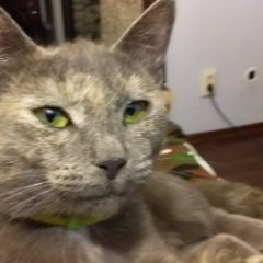 Подробнее об объявлении «Пропала кошка Дорохово» Фото: пропала кошка  «Пропала кошка Дорохово» в г. Дорохово