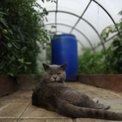 Подробнее об объявлении «Коломна Пропал кот в районе деревни подлужье.» Фото: пропала кошка Британская короткошерстная кошка «Коломна Пропал кот в районе деревни подлужье.» в г. Коломна