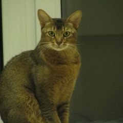 Подробнее об объявлении «Пропал кот Семилуки» Фото: пропала кошка Абиссинская кошка «Пропал кот Семилуки» в г. Семилуки