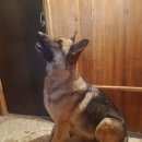 Подробнее об объявлении «Пропала собака ушла с другом (рыжий немец) Ангарск» Фото: пропала собака Немецкая овчарка «Пропала собака ушла с другом (рыжий немец) Ангарск» в г. Ангарск