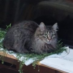 Подробнее об объявлении «Пропала кошка за вознаграждение Уфа» Фото: пропала кошка  «Пропала кошка за вознаграждение Уфа» в г. Уфа