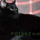 Подробнее об объявлении «Подольск Пропал кот» Фото: пропала кошка  «Подольск Пропал кот» в г. Подольск