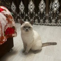 Подробнее об объявлении «Пропал кот Ростов-на-Дону» Фото: пропала кошка  «Пропал кот Ростов-на-Дону» в г. Ростов-на-Дону