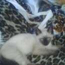 Подробнее об объявлении «Пропала кошка Кемерово» Фото: пропала кошка  «Пропала кошка Кемерово» в г. Кемерово