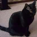 Подробнее об объявлении «Москва Пропал кот» Фото: пропала кошка  «Москва Пропал кот» в г. Москва