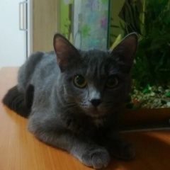Подробнее об объявлении «Пропала кошка ищем потеряшку Омск» Фото: пропала кошка Британская короткошерстная кошка «Пропала кошка ищем потеряшку Омск» в г. Омск