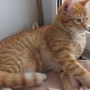 Подробнее об объявлении «Пропал кот в ом р-не Воскресенск» Фото: пропала кошка  «Пропал кот в ом р-не Воскресенск» в г. Воскресенск