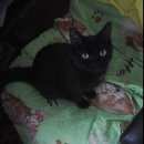 Подробнее об объявлении «Омск Пропал кот» Фото: пропала кошка  «Омск Пропал кот» в г. Омск