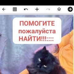Подробнее об объявлении «Батуми Пропал кот черный сибирский кот» Фото: пропала кошка Сибирская кошка «Батуми Пропал кот черный сибирский кот» в г. Батуми