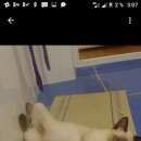 Подробнее об объявлении «Чехов Пропал кот сиамский кот» Фото: пропала кошка Сиамская «Чехов Пропал кот сиамский кот» в г. Чехов