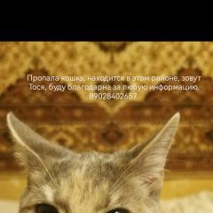 Подробнее об объявлении «Пропала кошка помогите найти Тула» Фото: пропала кошка  «Пропала кошка помогите найти Тула» в г. Тула