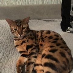 Подробнее об объявлении «Пропал кот бенгал Волгодонск» Фото: пропала кошка Бенгальская кошка «Пропал кот бенгал Волгодонск» в г. Волгодонск