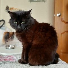 Подробнее об объявлении «Пропала кошка 06 июля 2020 в сокольниках Москва» Фото: пропала кошка  «Пропала кошка 06 июля 2020 в сокольниках Москва» в г. Москва