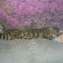 Подробнее об объявлении «Пропал кот бенгалец Железнодорожный (Московск.)» Фото: пропала кошка Бенгальская «Пропал кот бенгалец Железнодорожный (Московск.)» в г. Железнодорожный (Московск.)