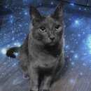 Подробнее об объявлении «Адлер Пропал кот серый кот» Фото: пропала кошка Русская голубая «Адлер Пропал кот серый кот» в г. Адлер