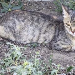 Подробнее об объявлении «Астрахань Пропала кошка» Фото: пропала кошка  «Астрахань Пропала кошка» в г. Астрахань