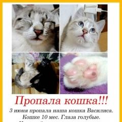 Подробнее об объявлении «Пропала кошка. Великий Новгород (Новгород)» Фото: пропала кошка  «Пропала кошка. Великий Новгород (Новгород)» в г. Великий Новгород (Новгород)