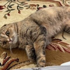 Подробнее об объявлении «Пропала кошка Дюртюли» Фото: пропала кошка  «Пропала кошка Дюртюли» в г. Дюртюли
