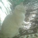 Подробнее об объявлении «Иваново Пропал кот» Фото: пропала кошка  «Иваново Пропал кот» в г. Иваново