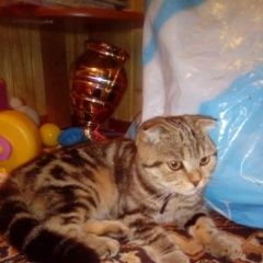 Подробнее об объявлении «Пропала кошка повтор Москва» Фото: пропала кошка >  Скоттиш фолд (шотландская вислоухая) и  скоттиш страйт «Пропала кошка повтор Москва» в г. Москва