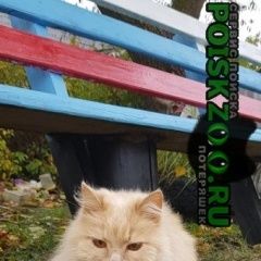 Подробнее об объявлении «Нижний Новгород Пропал кот пожалуйста, помогите найти» Фото: пропала кошка  «Нижний Новгород Пропал кот пожалуйста, помогите...» в г. Нижний Новгород