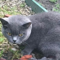 Подробнее об объявлении «Москва Пропала кошка британка» Фото: пропала кошка Британская короткошерстная «Москва Пропала кошка британка» в г. Москва