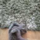 Подробнее об объявлении «Пропала кошка Оренбург» Фото: пропала кошка Британская короткошерстная «Пропала кошка Оренбург» в г. Оренбург