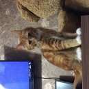 Подробнее об объявлении «Мытищи Пропал кот» Фото: пропала кошка  «Мытищи Пропал кот» в г. Мытищи