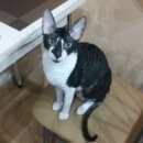 Подробнее об объявлении «Ангарск Пропал кот корниш-рекс» Фото: пропала кошка Корниш-рекс «Ангарск Пропал кот корниш-рекс» в г. Ангарск