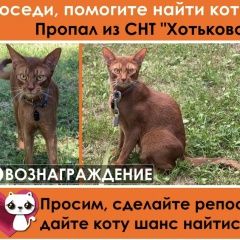 Подробнее об объявлении «Пропал кот Хотьково» Фото: пропала кошка Абиссинская кошка «Пропал кот Хотьково» в г. Хотьково