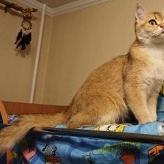 Подробнее об объявлении «Лобня Пропала кошка» Фото: пропала кошка Шотландская вислоухая «Лобня Пропала кошка» в г. Лобня