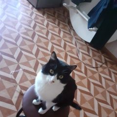 Подробнее об объявлении «Пропал кот майкудук Караганда» Фото: пропала кошка  «Пропал кот майкудук Караганда» в г. Караганда