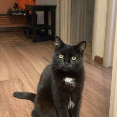 Подробнее об объявлении «Пропал кот Новосибирск» Фото: пропала кошка  «Пропал кот Новосибирск» в г. Новосибирск