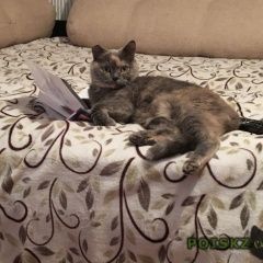 Подробнее об объявлении «Пропала кошка. Москва» Фото: пропала кошка Британская длинношерстная «Пропала кошка. Москва» в г. Москва