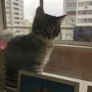Подробнее об объявлении «Пропала кошка (котенок) Москва» Фото: пропала кошка Сибирская «Пропала кошка (котенок) Москва» в г. Москва