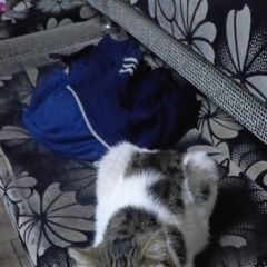 Подробнее об объявлении «Пропал кот Омск» Фото: пропала кошка Экзотическая короткошерстная «Пропал кот Омск» в г. Омск