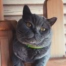 Подробнее об объявлении «Пропал кот Краснодар» Фото: пропала кошка Британская короткошерстная «Пропал кот Краснодар» в г. Краснодар