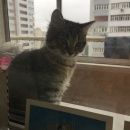 Подробнее об объявлении «Пропала кошка (котенок) Москва» Фото: пропала кошка Сибирская «Пропала кошка (котенок) Москва» в г. Москва