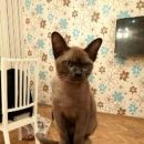 Подробнее об объявлении «Казань Пропал котёнок» Фото: пропала кошка Бурма «Казань Пропал котёнок» в г. Казань