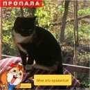 Подробнее об объявлении «Пропала кошка Щелково» Фото: пропала кошка  «Пропала кошка Щелково» в г. Щелково