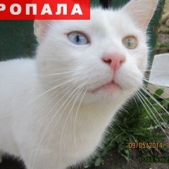Подробнее об объявлении «Гатчина Пропал кот» Фото: пропала кошка  «Гатчина Пропал кот» в г. Гатчина
