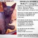 Подробнее об объявлении «Пропала кошка Ростов-на-Дону» Фото: пропала кошка Донской сфинкс «Пропала кошка Ростов-на-Дону» в г. Ростов-на-Дону