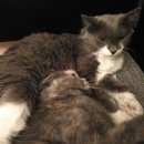 Подробнее об объявлении «Пропала кошка Томск» Фото: пропала кошка  «Пропала кошка Томск» в г. Томск