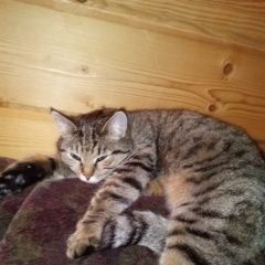 Подробнее об объявлении «Пропала кошка девочка 8 лет Подольск» Фото: пропала кошка  «Пропала кошка девочка 8 лет Подольск» в г. Подольск